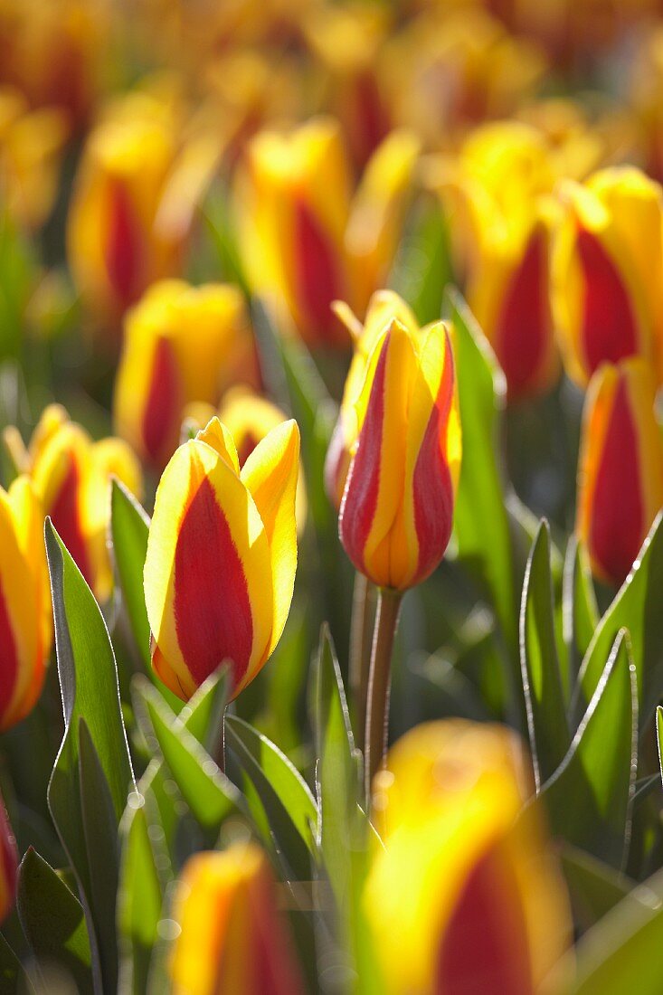 Bed or red and yellow tulips (Tulipa Goudstuk)