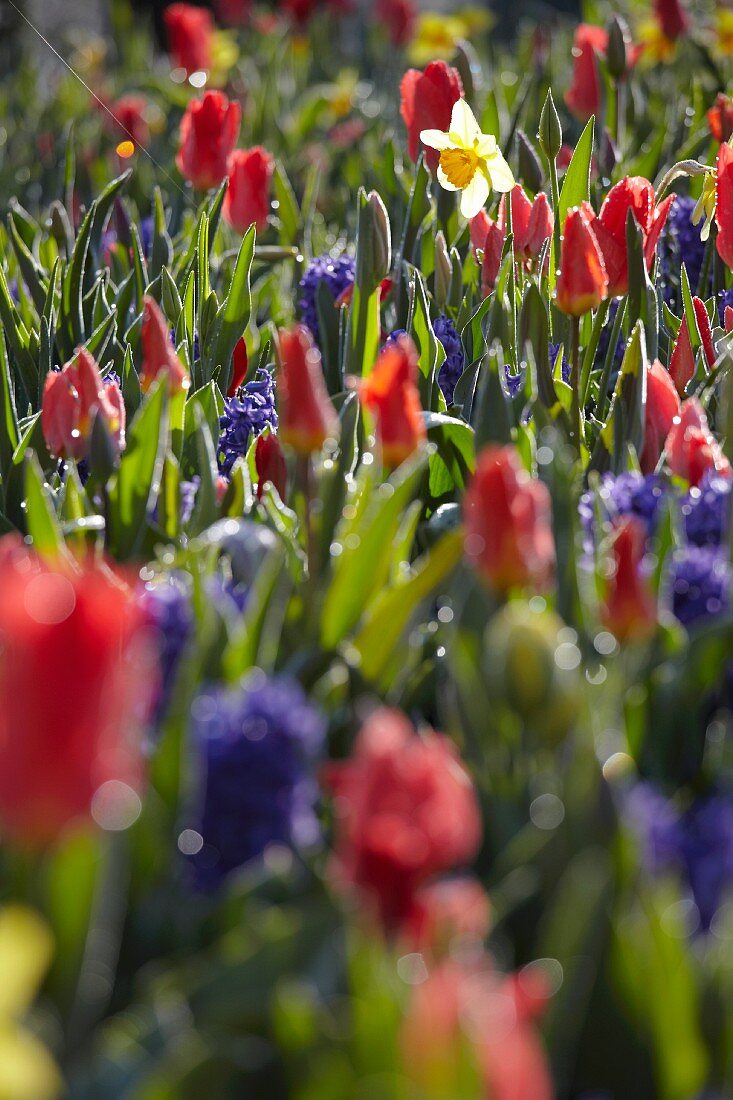 Blumenbeet mit Frühlingsblumen im Sonnenlicht