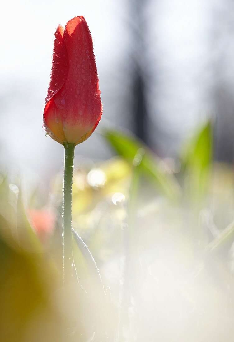 A single red tulip (backlit)