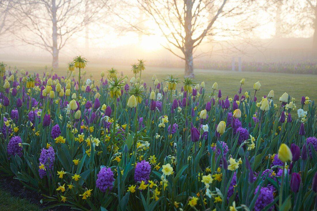 Blumenbeet mit Frühlingsblumen im Morgenlicht