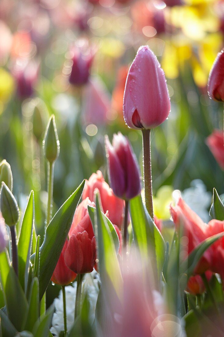 Bed of tulips in the sunshine