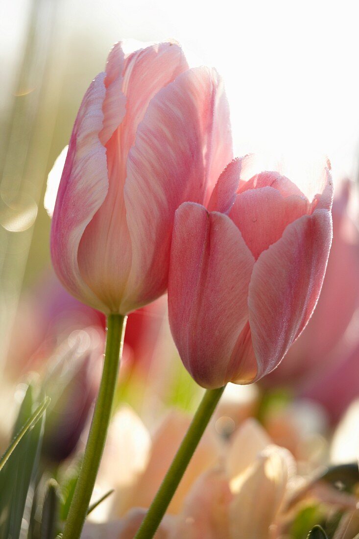 Pink tulips