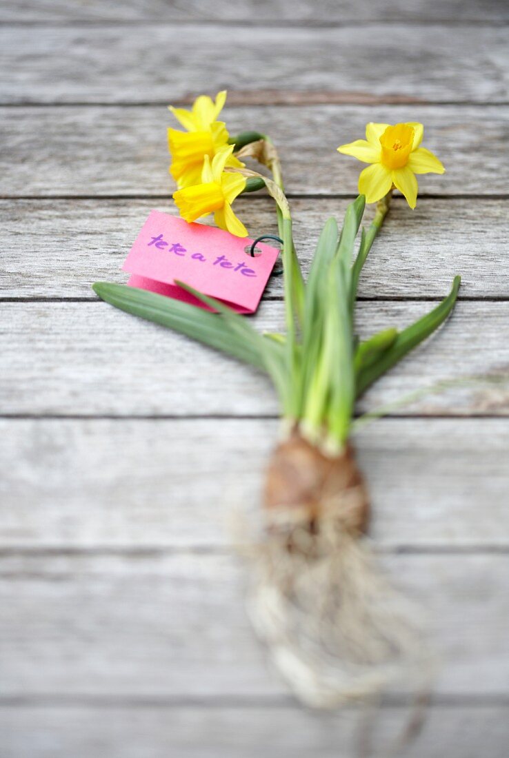 Narzisse mit Blüten & Zwiebel auf Holzuntergrund liegend