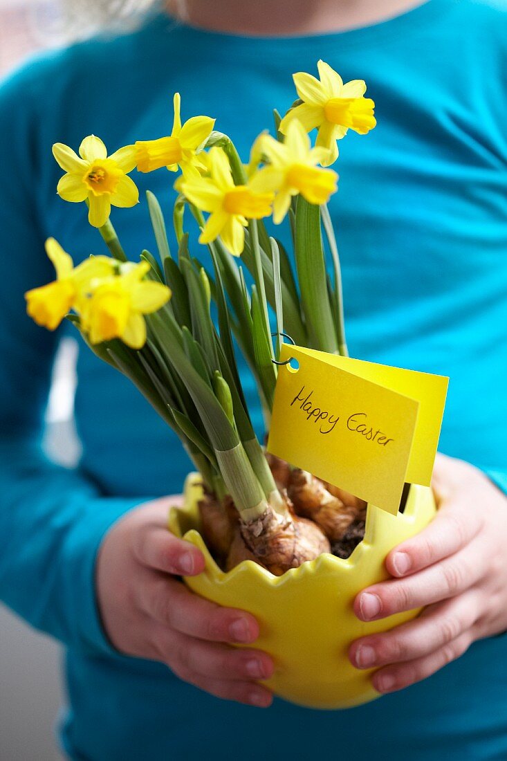 Man holding a plant pot with narcissus for Easter
