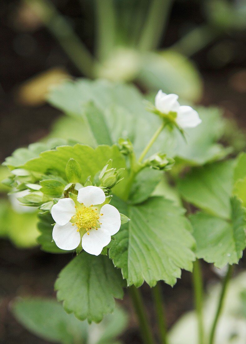 Erdbeerblüten