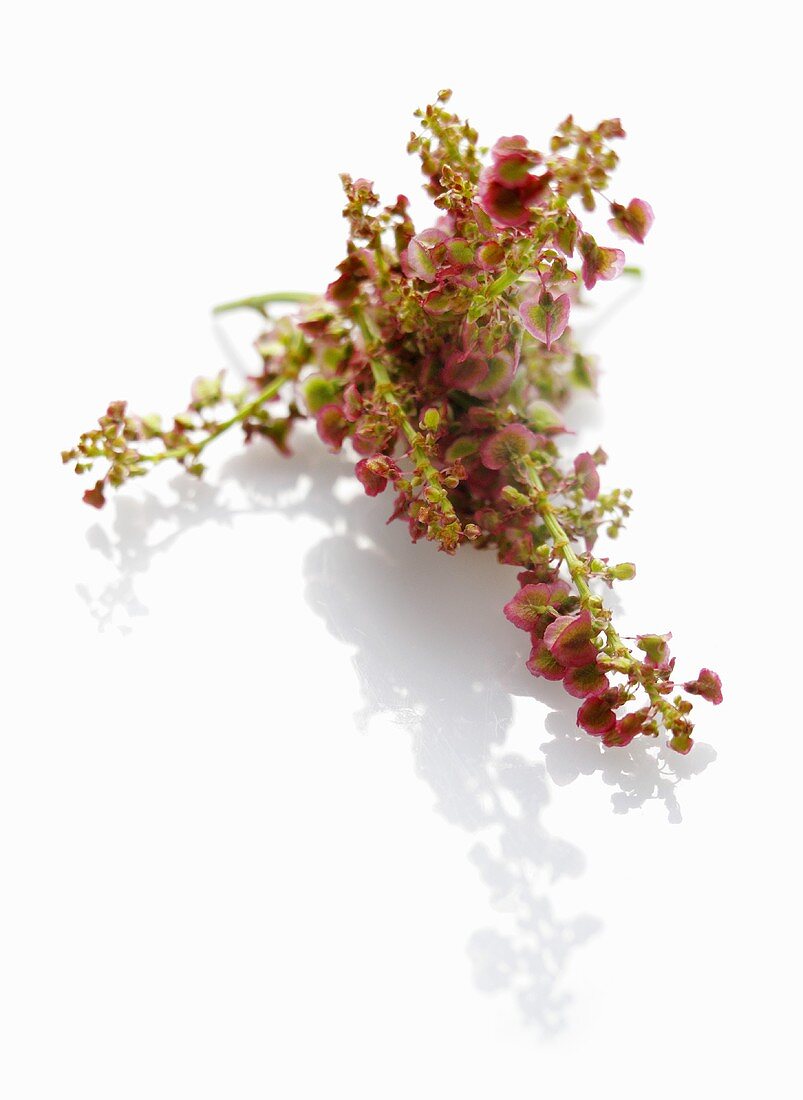 Sorrel flowers