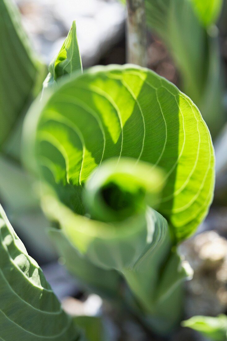 Funkienblätter (Hosta Elegans)