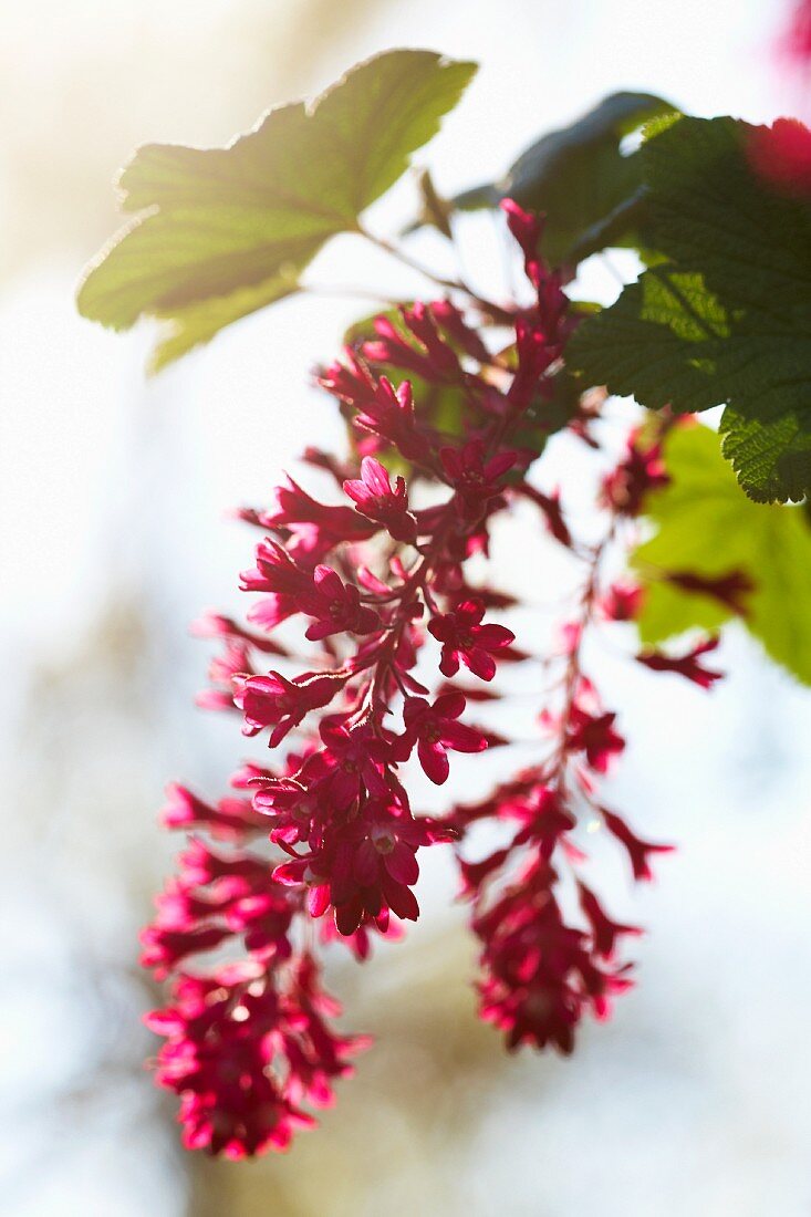 Red-flowering currants (ribes sanguineum splendens)