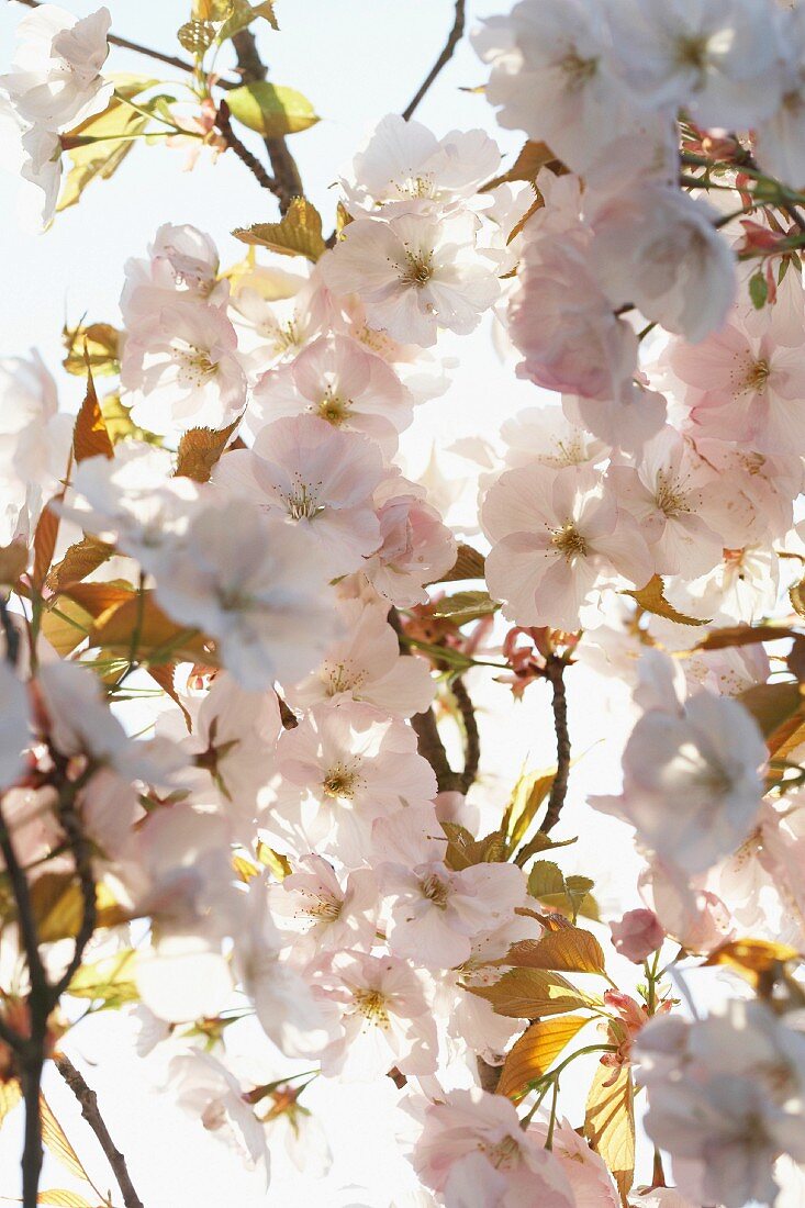 Cherry blossom