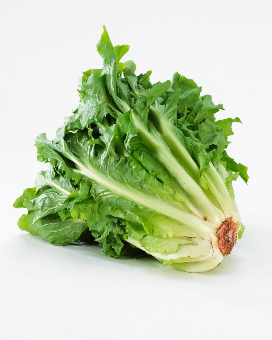 Endive lettuce (Cichorium Endivia) on a white surface