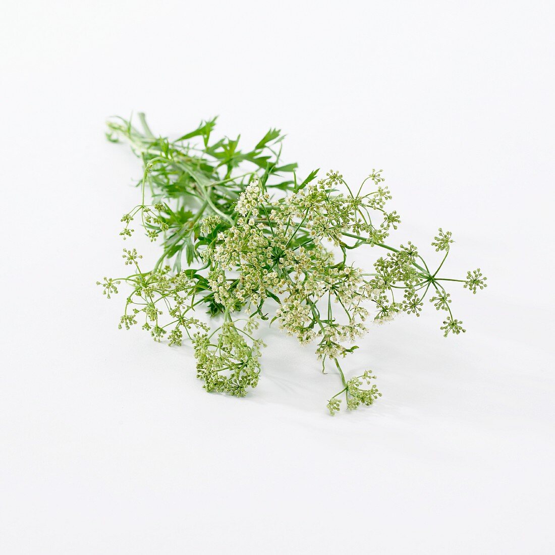 Anis mit Blüten (Pimpinella Anisum)