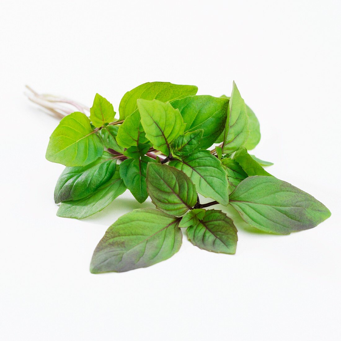 Basil (ocimum basilicum)