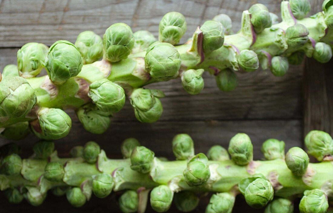 Maine Grown Brussels Sprouts on the Stalks