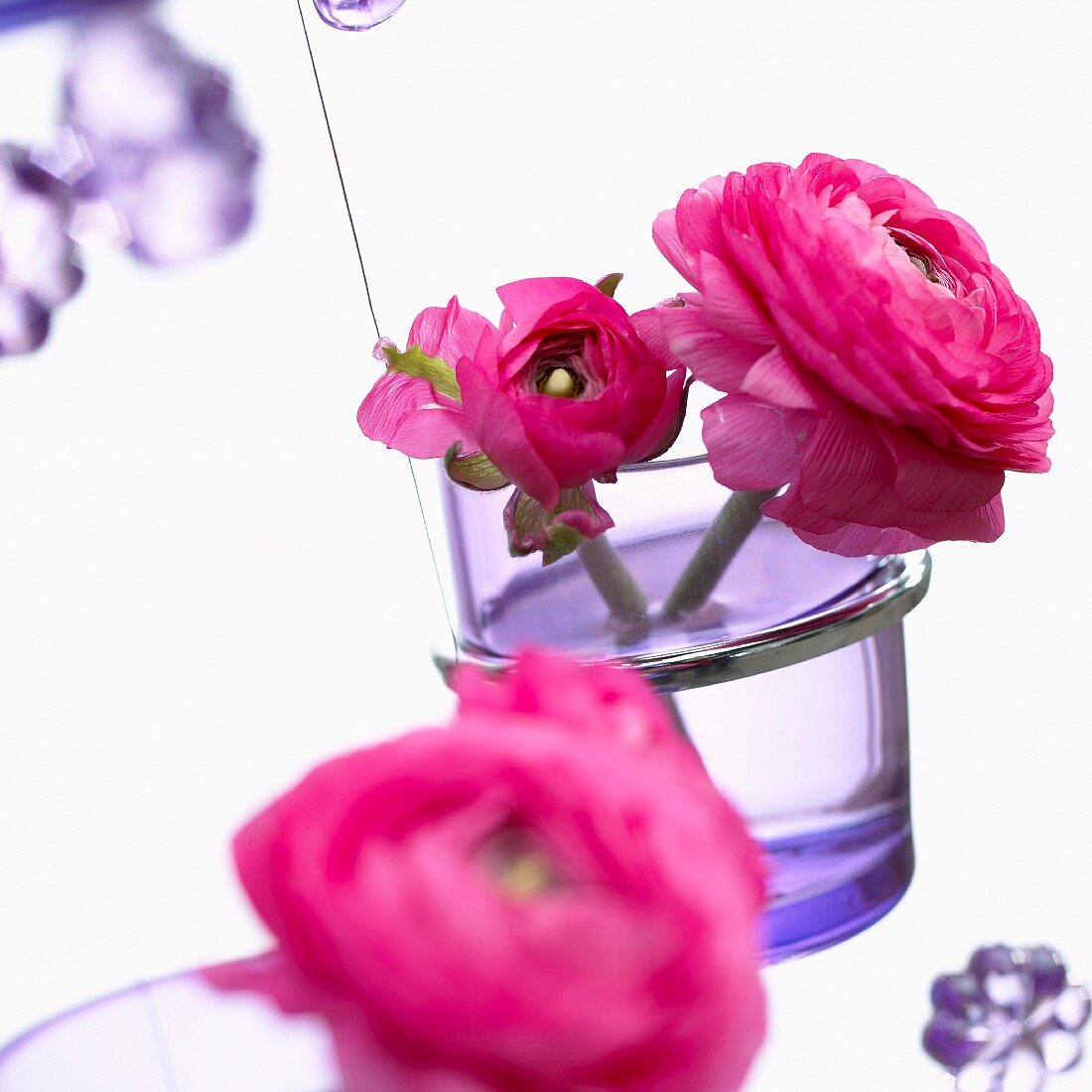 Pink ranunculus in a purple vase