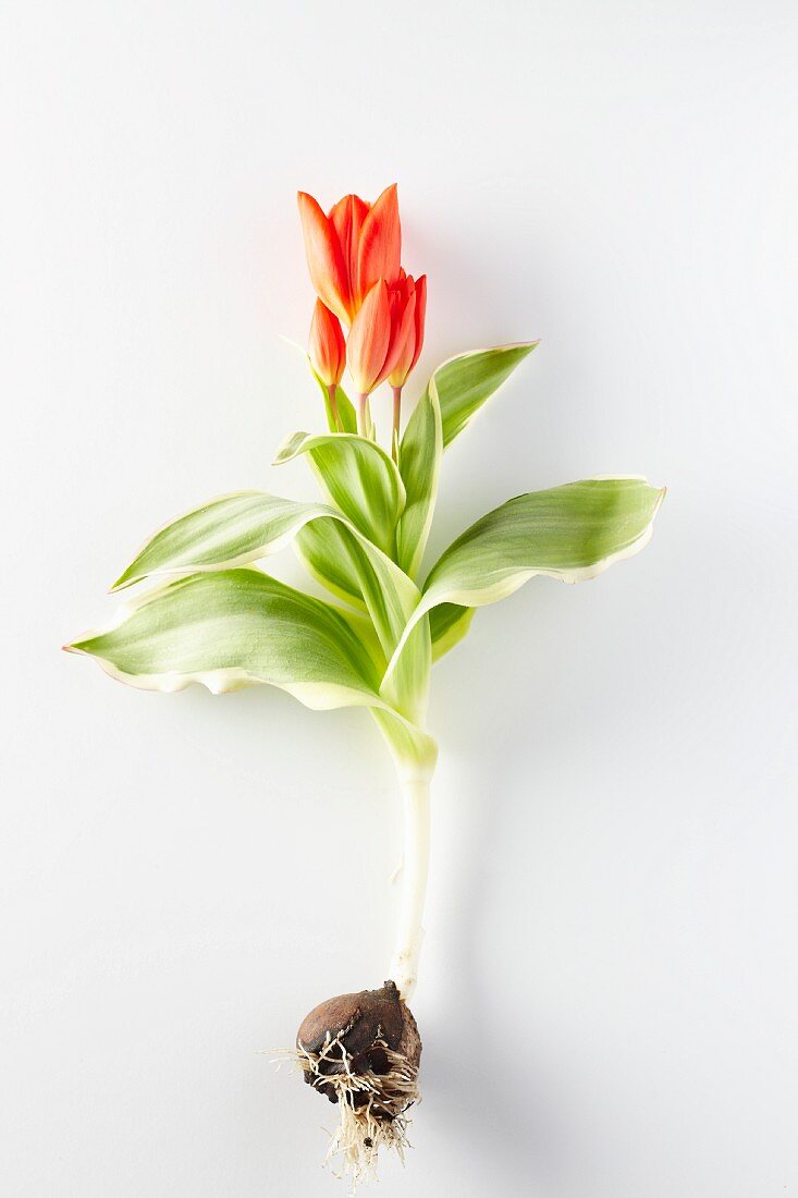 Eine Tulpe mit Blättern & Zwiebel vor weißem Hintergrund