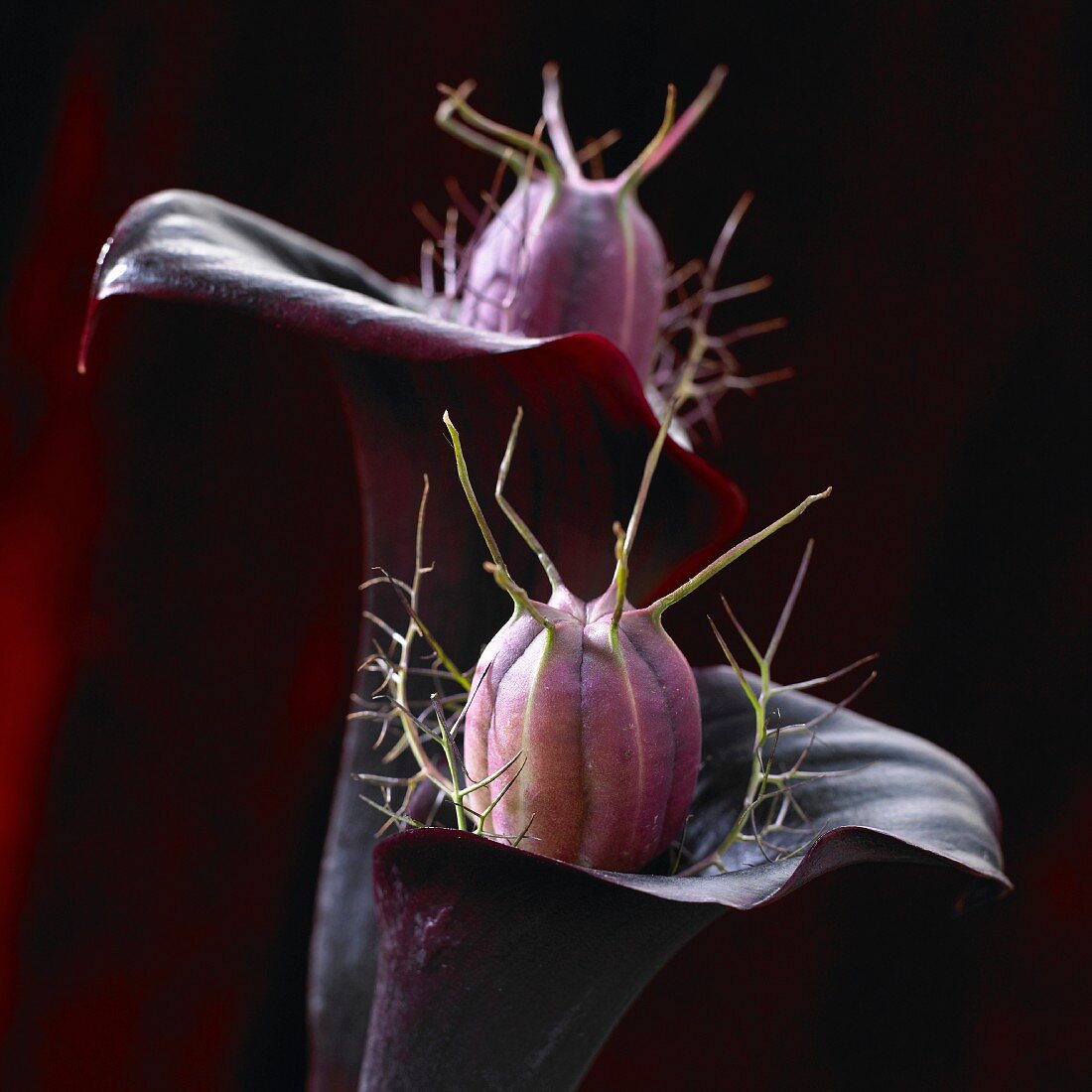 Blooming black calla (Zantedeschia Black Star)