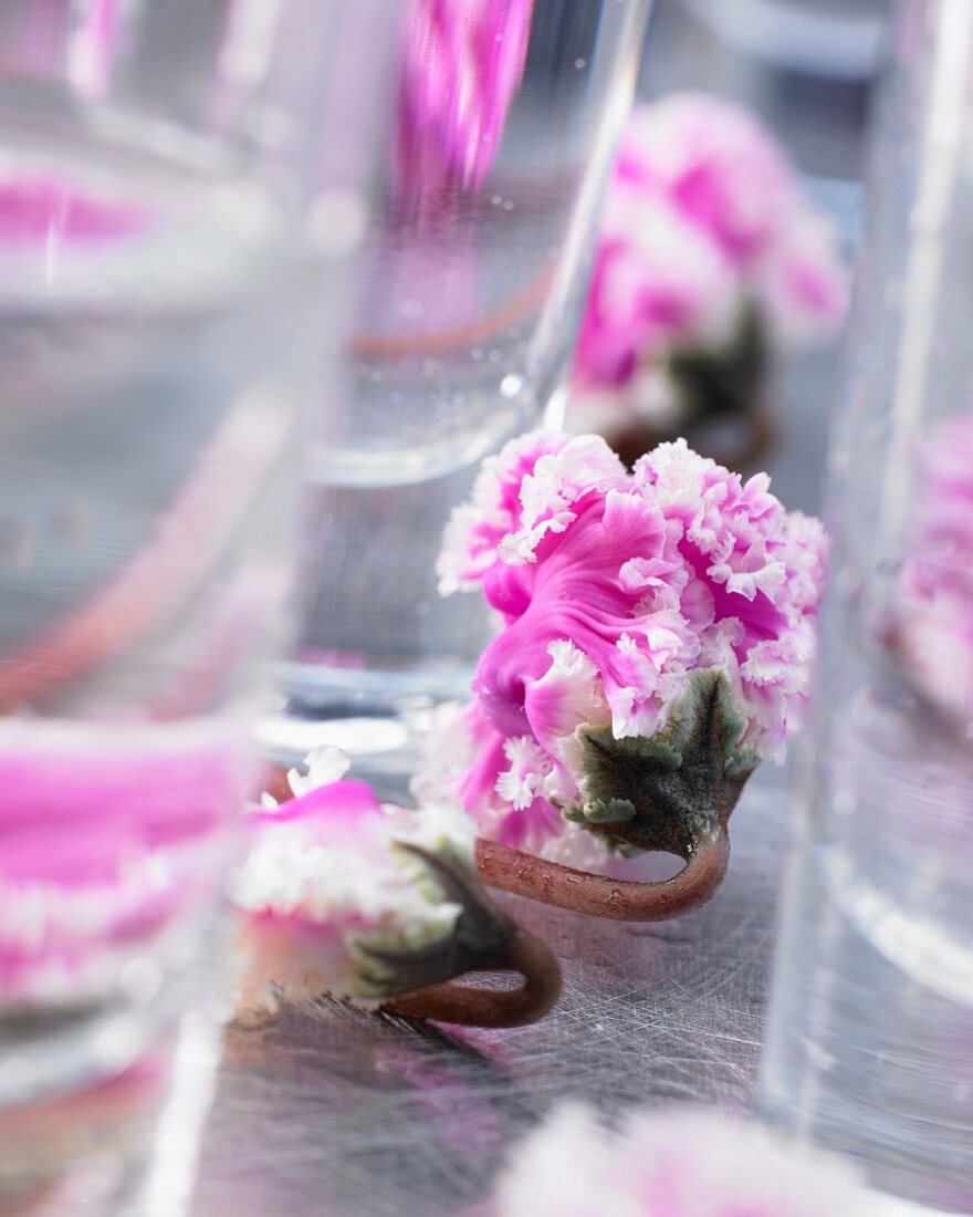 Alpenveilchenblüten 'Bellissima'(Cyclamen Persicum)