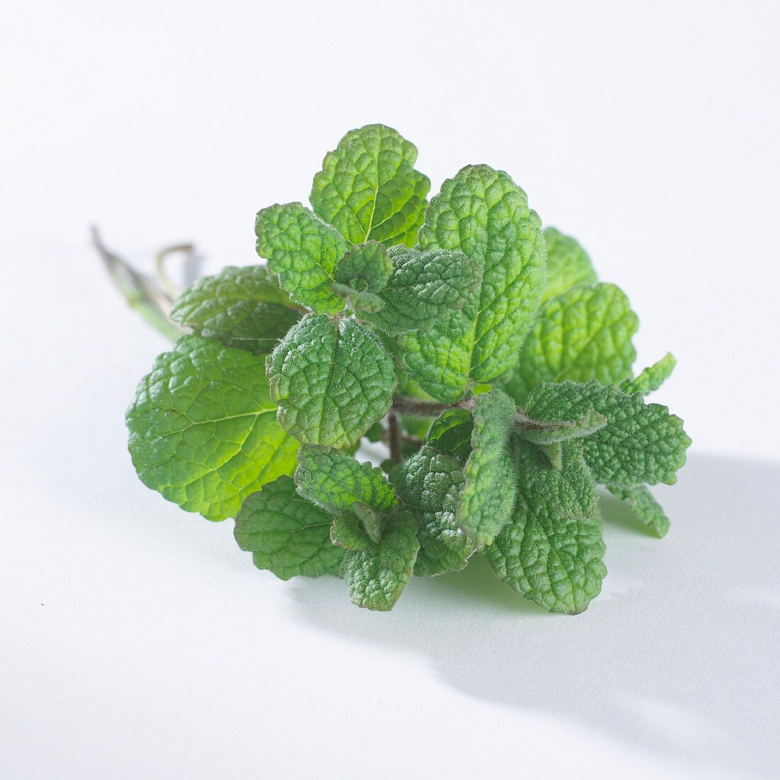 Pineapple mint (mentha suaveolens)