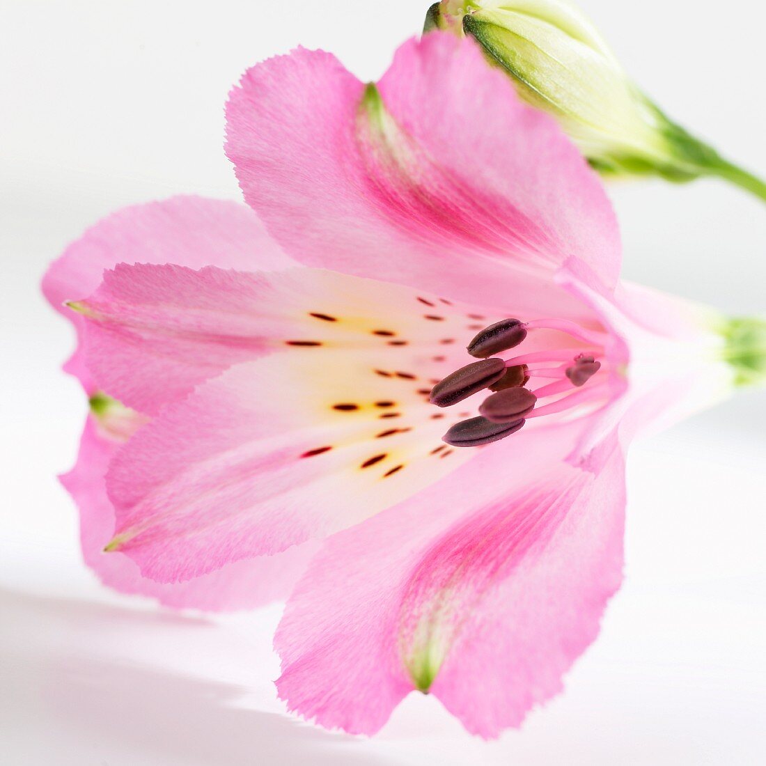 Lily of the Incas (alstroemeria)