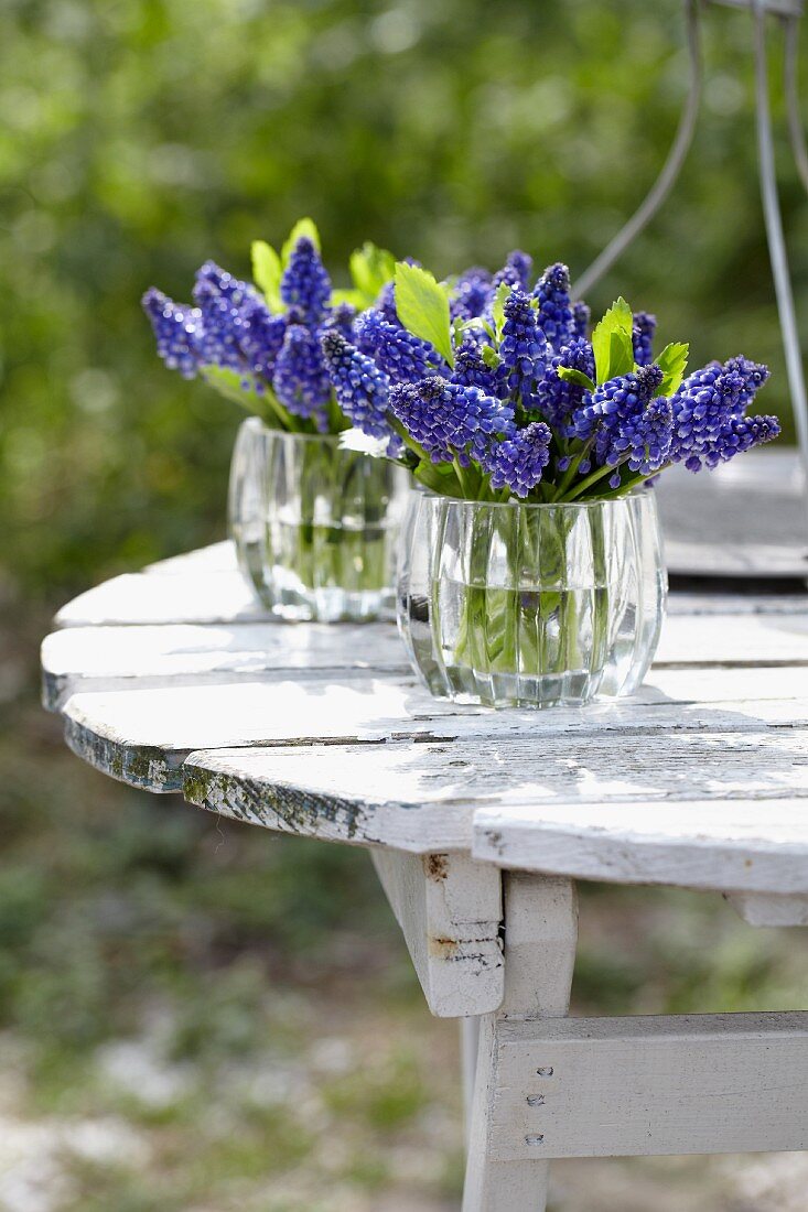 Blue grape hyacinths in glass vases on a table in a garden