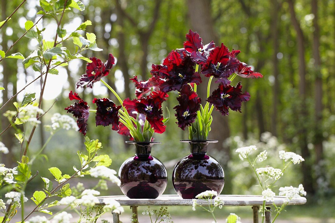 Black parrot tulips in a vase on a table in a forest