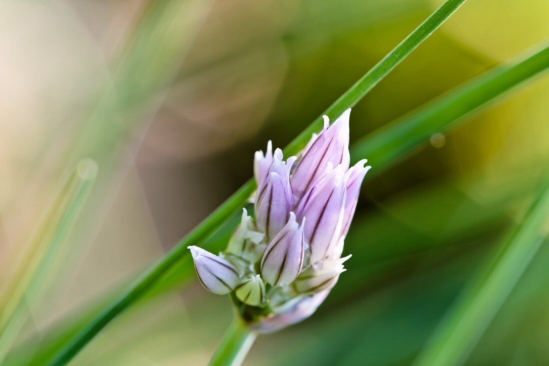 A chive flower (close-up)