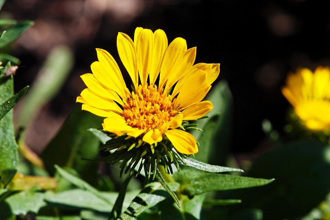 Grindelia Squarrosa