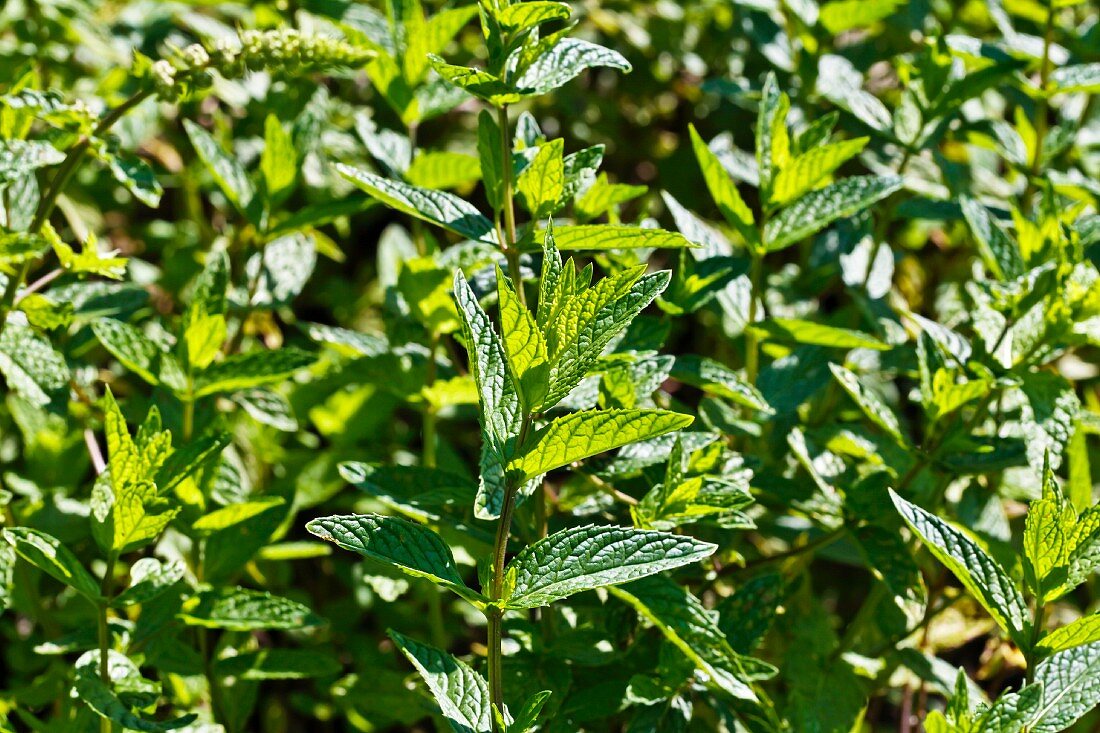 Mint (mentha spicata)