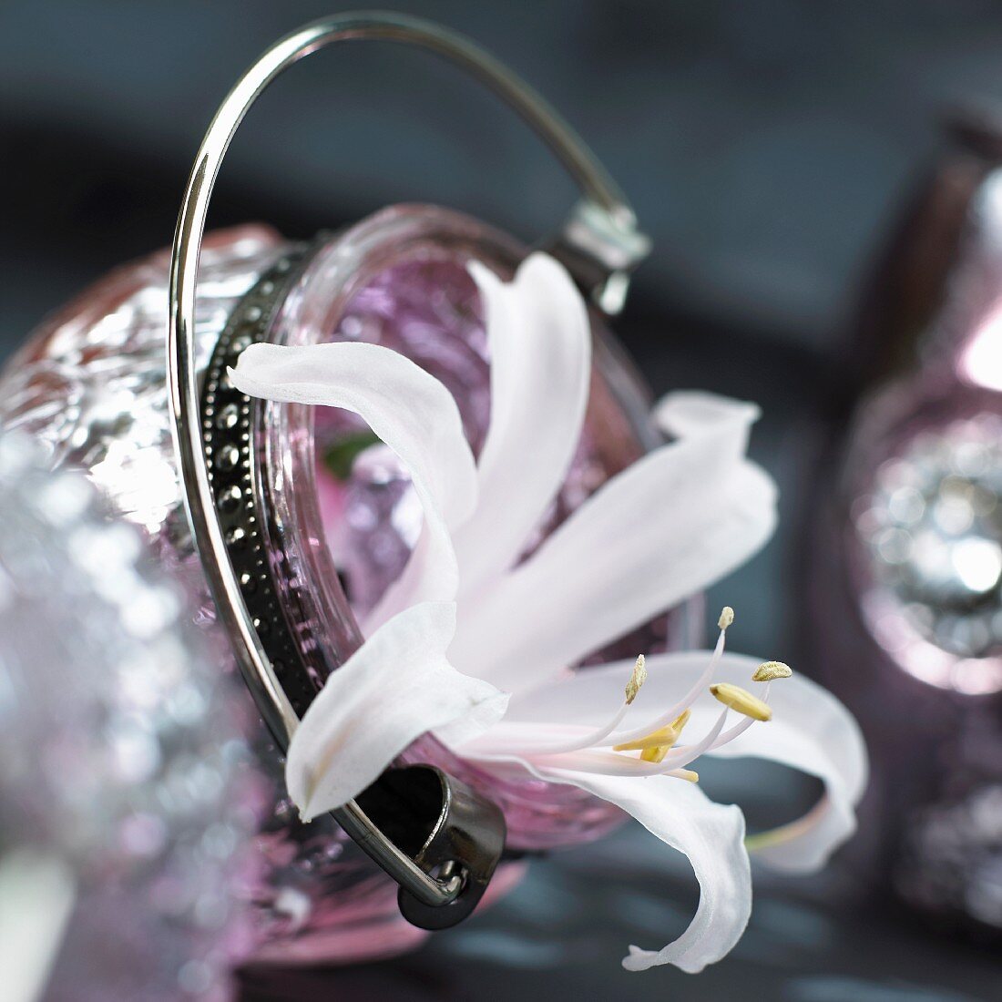 A white nerine flower (Nerine Elegance) in a glass