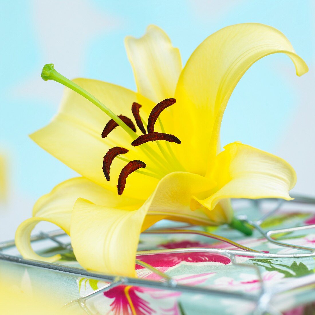 A yellow lilly (Lilium Yelloween)