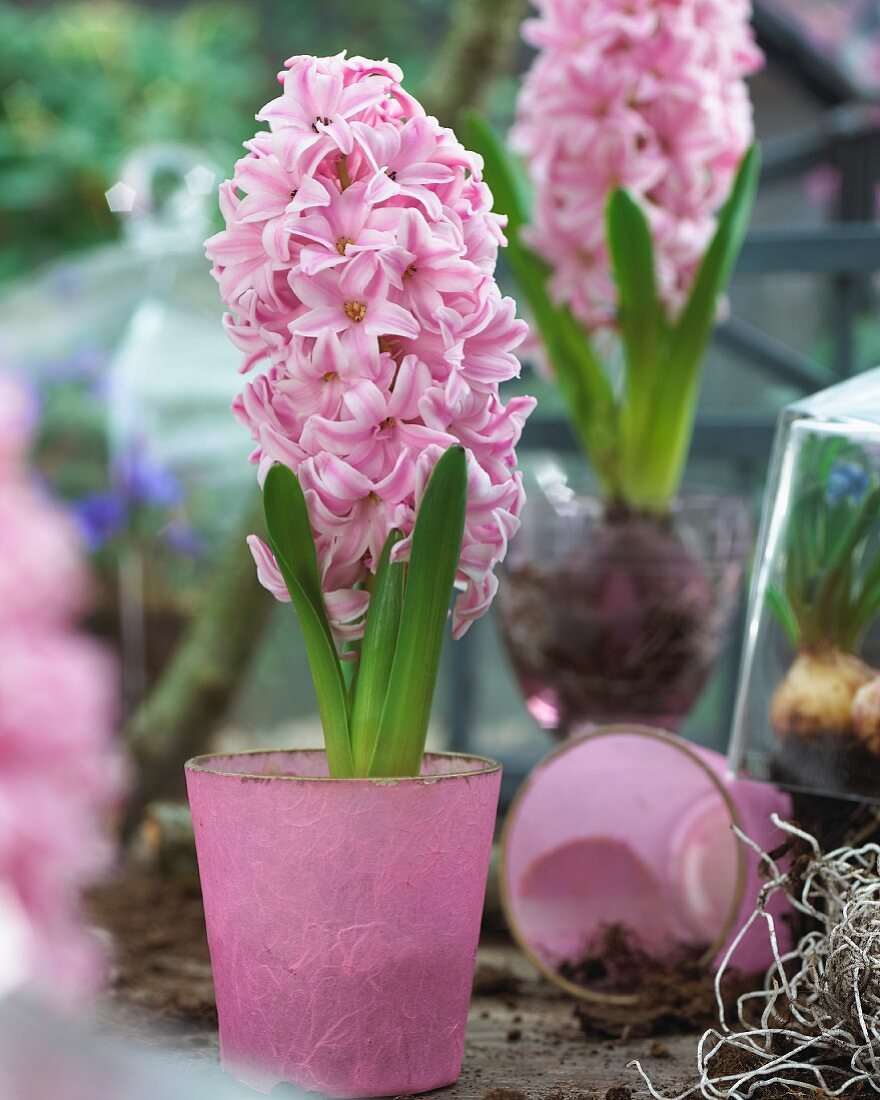 Pink hyacinths