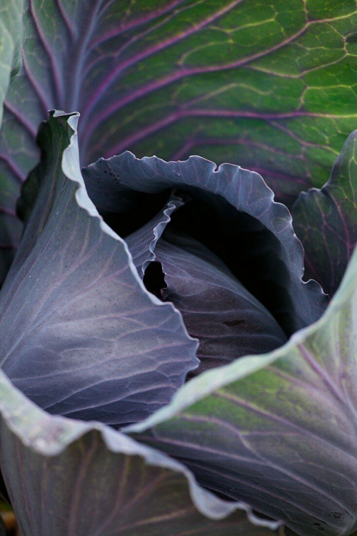 A red cabbage (close-up)