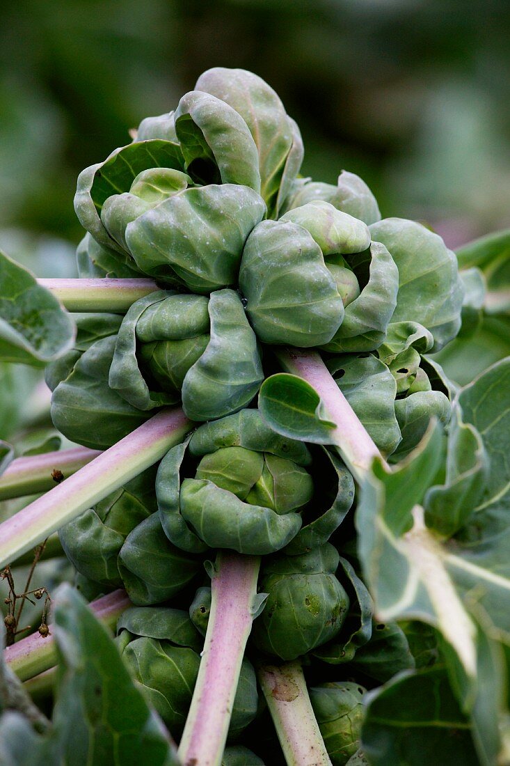 Brussels sprouts on the plant