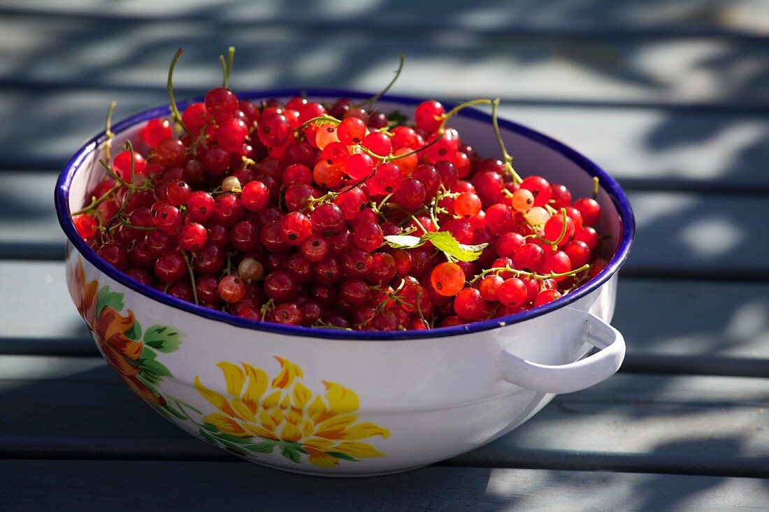 Rote Johannisbeeren in Emailleschüssel