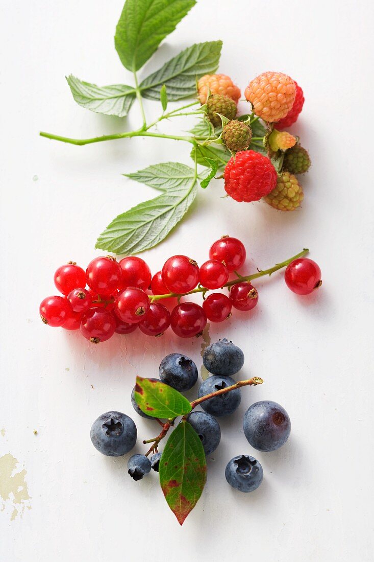 Himbeeren, rote Johannisbeeren und Heidelbeeren