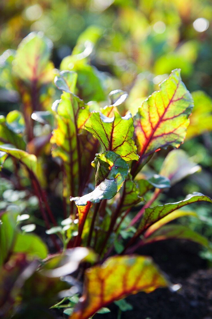 Beetroot in a field