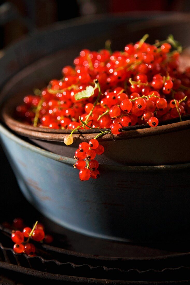 Rote Johannisbeeren in Schale