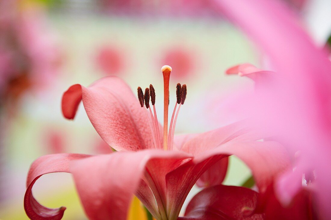 Red lily (close-up)