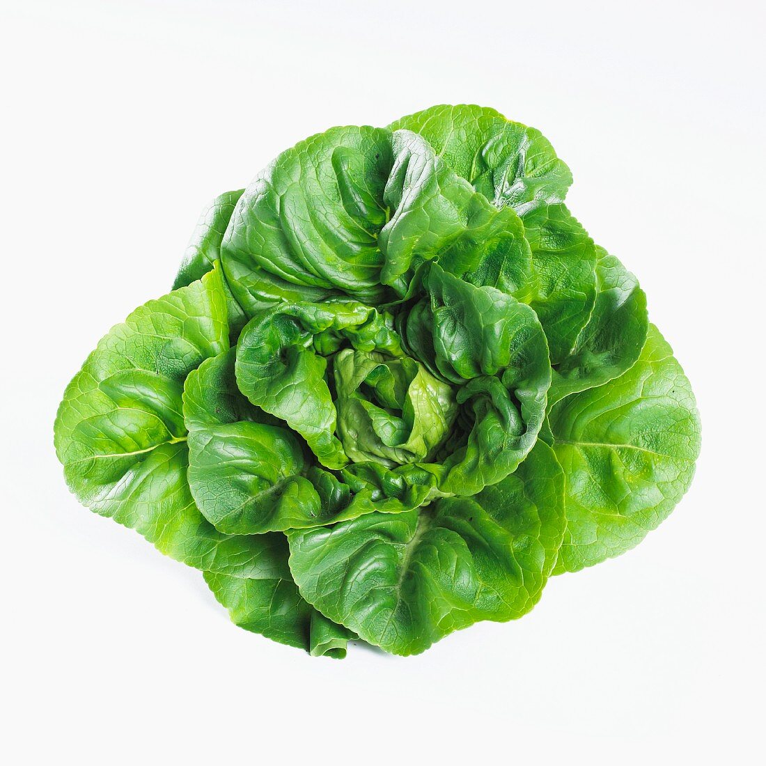Cos lettuce (lactuca sativa var. longifolia)