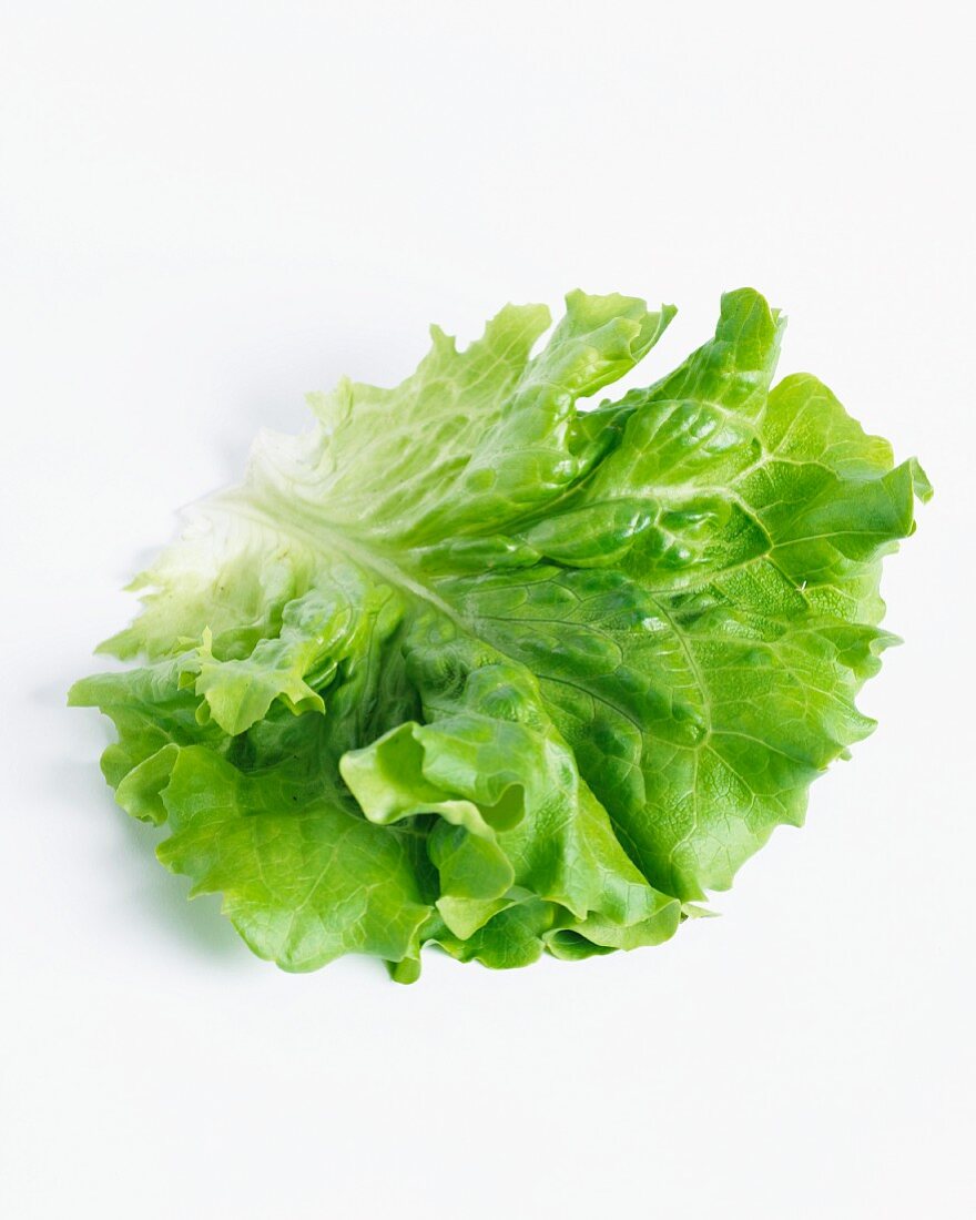 Ein Salatblatt (Lactuca Sativa Var. Capitata)