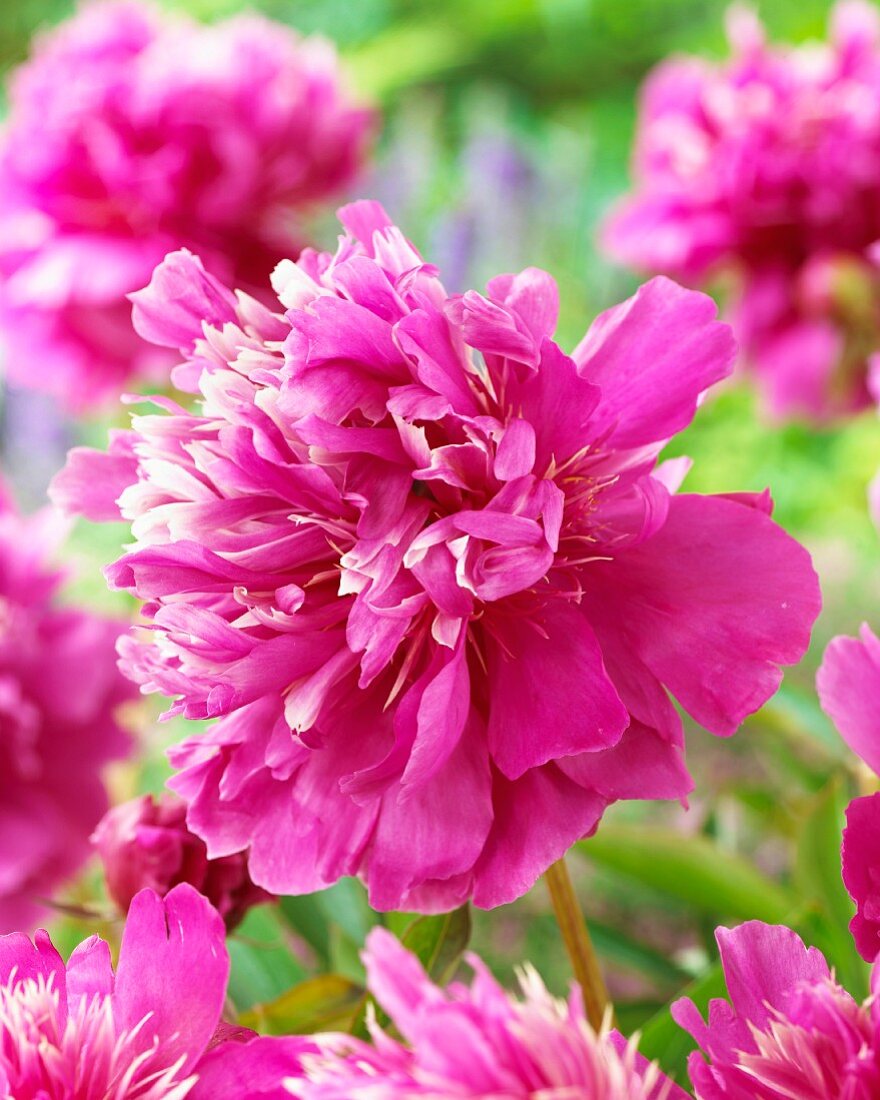 Pink peonies