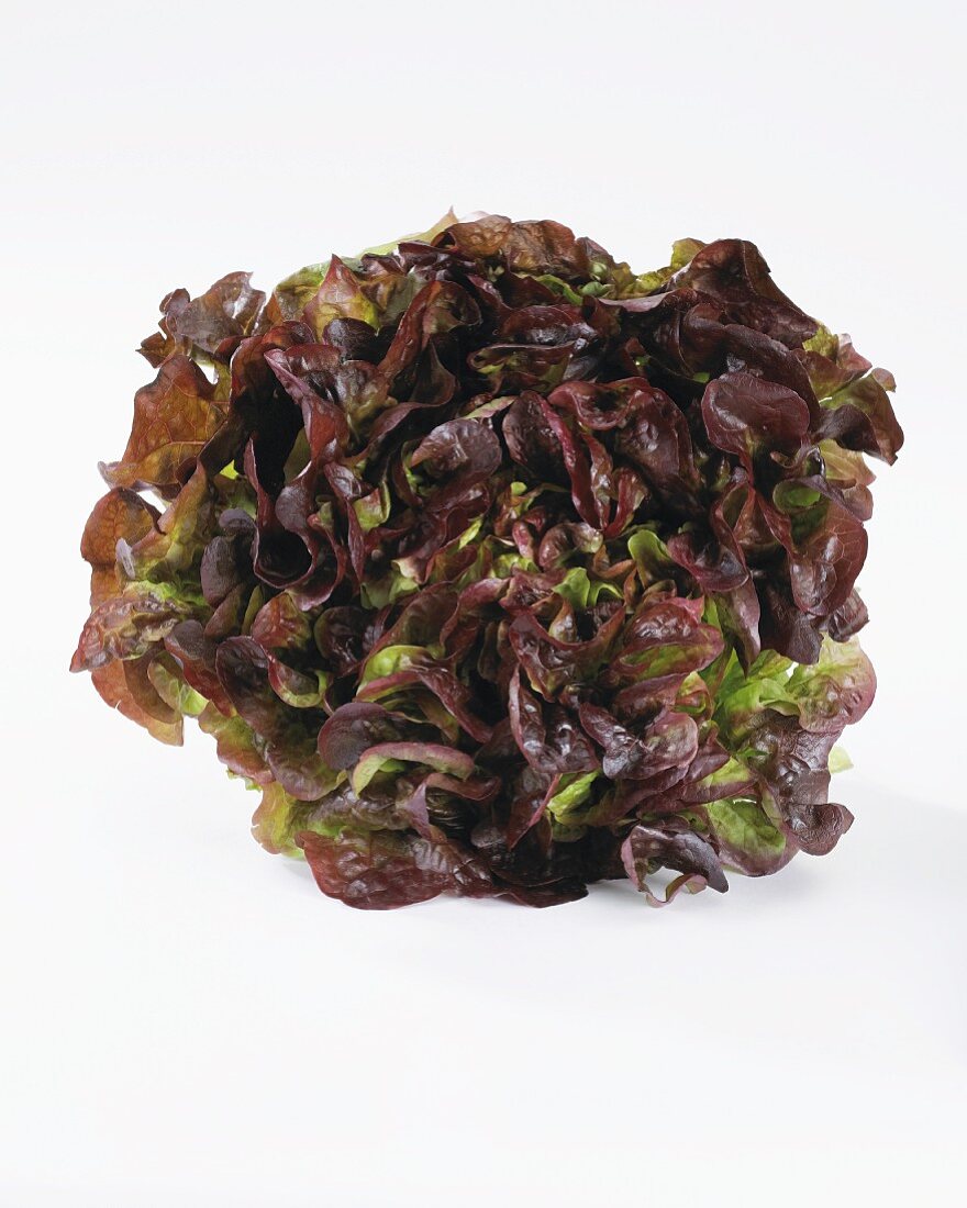 Salatkopf (Lactuca Sativa Var. Foliosa)