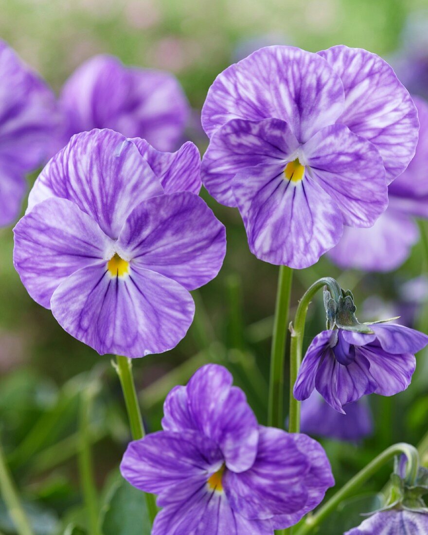Lilafarbene Violablüten (Viola Columbine)
