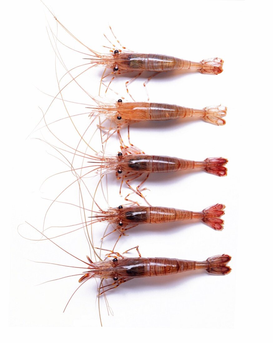 Five prawns on a white surface