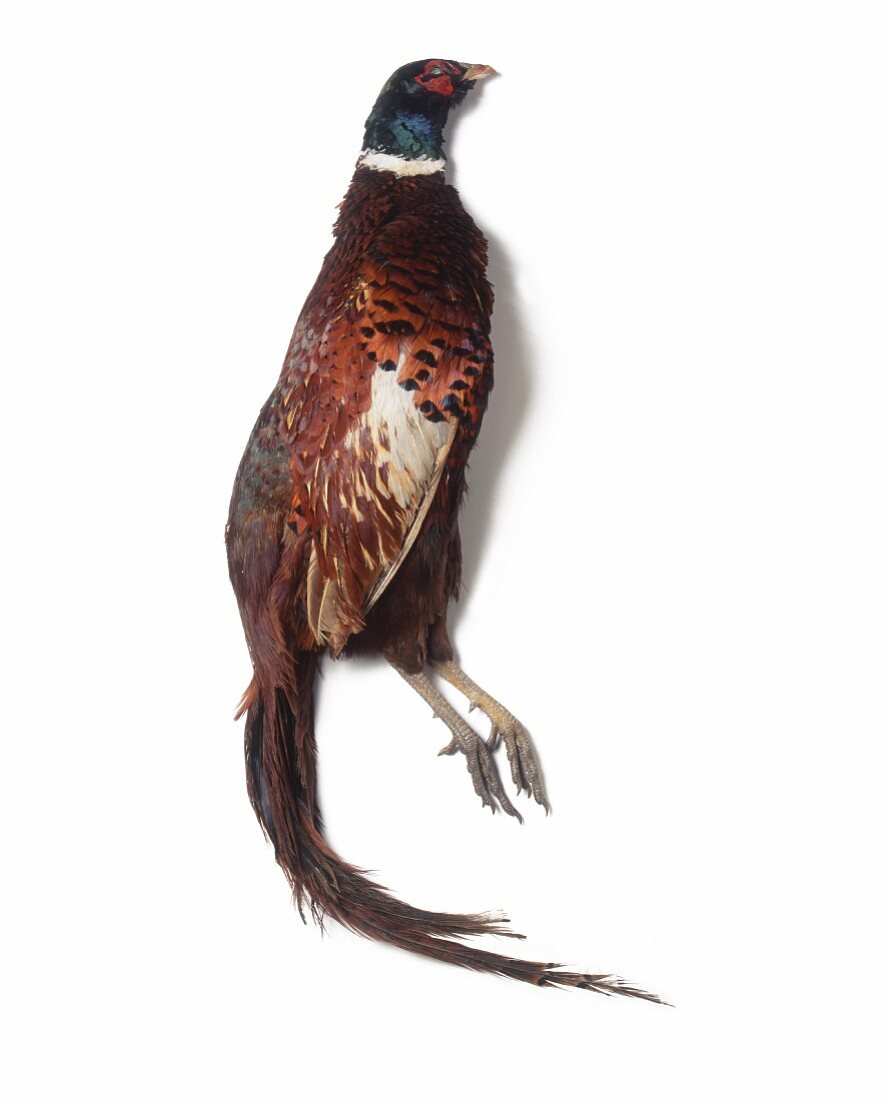 A pheasant on a white surface