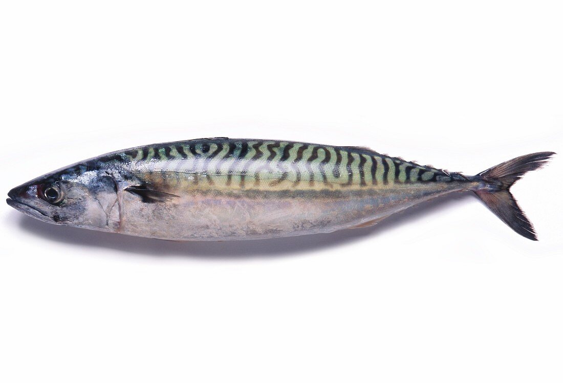 A mackerel against a white background