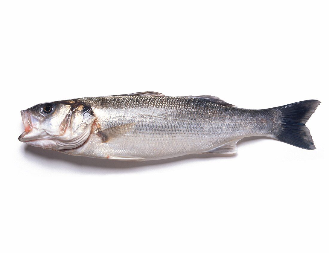 Ein Fisch vor weißem Hintergrund