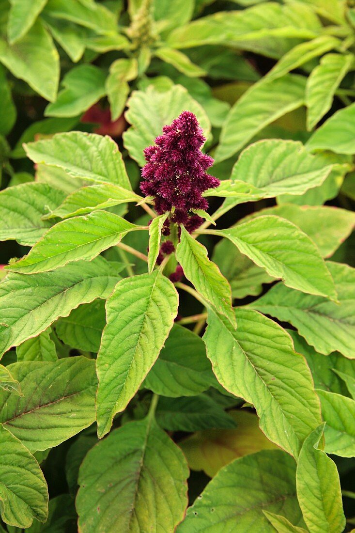 An amaranth plant with a flower