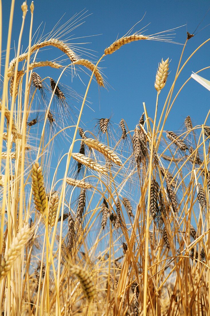 A field of emmer wheat
