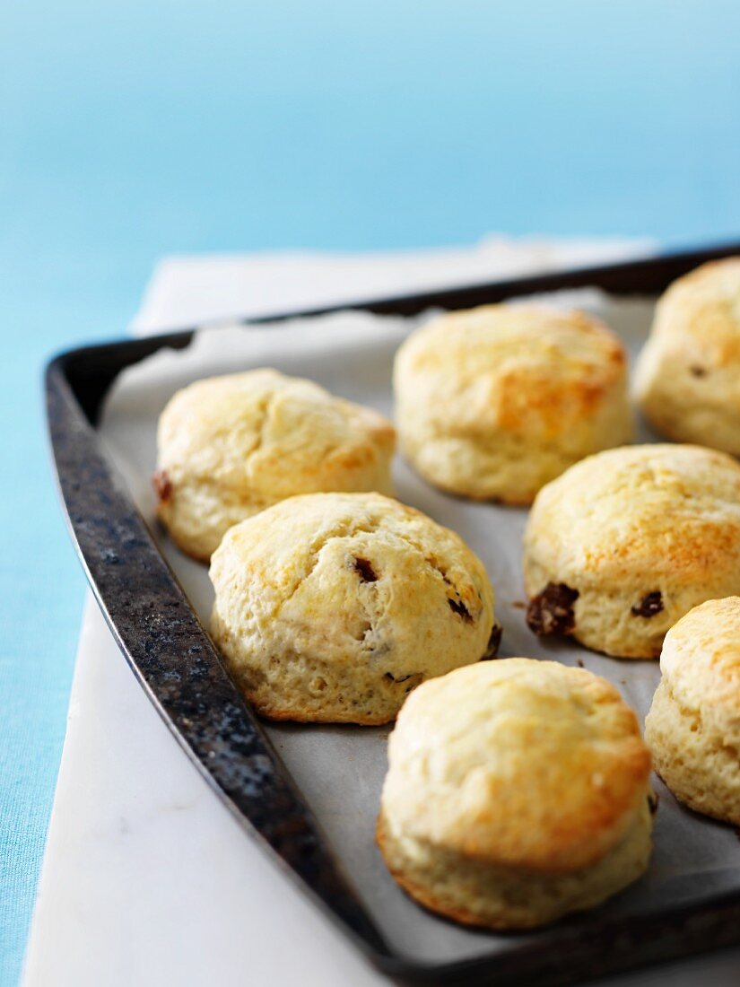 Raisins scones on a baking tray